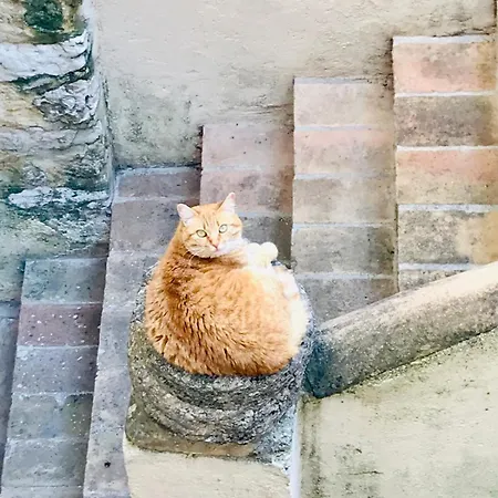 La Corte Di 公寓 特雷维